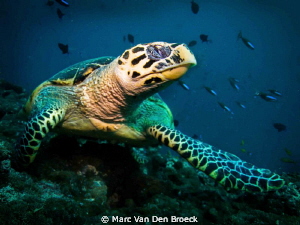 curiously by Marc Van Den Broeck 